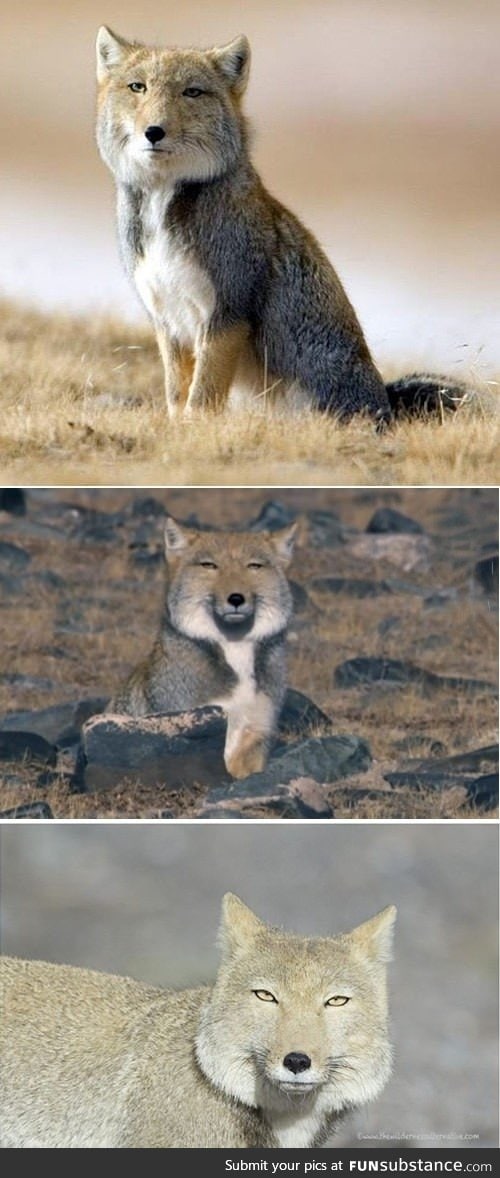 Tibetan Fox has had enough of your bullshit and doesn't find it amusing