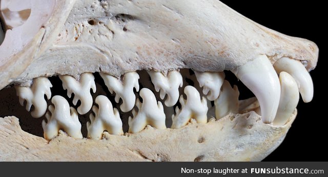 Teeth of a Crabeater Seal
