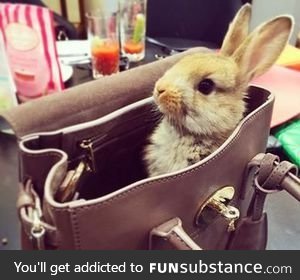 Bunny in a bag