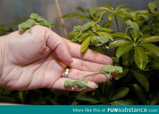 Newborn Baby Chameleons