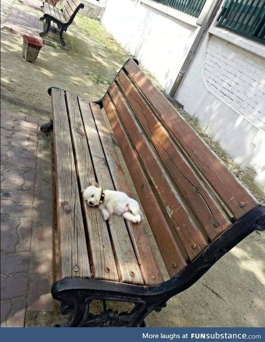 Looks like someone had a ruff day