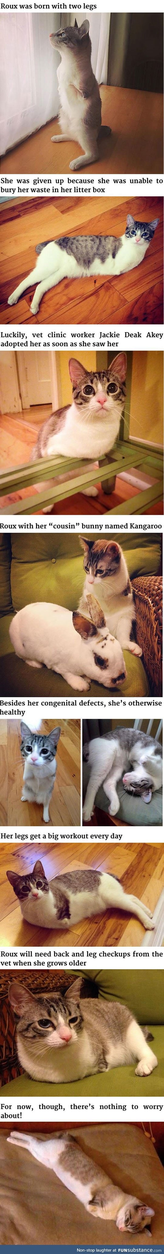 Meet the cat born with only two legs