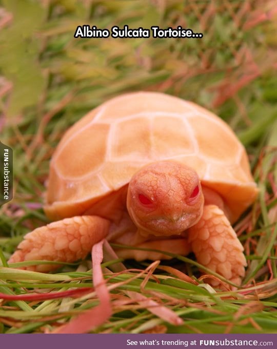 Very unique tortoise