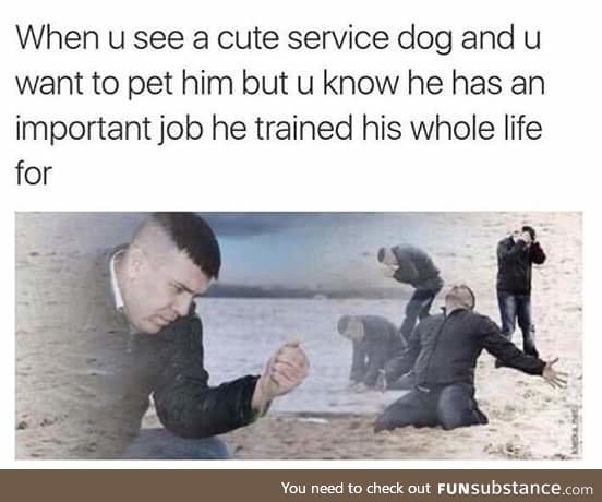 I just wanna pet it