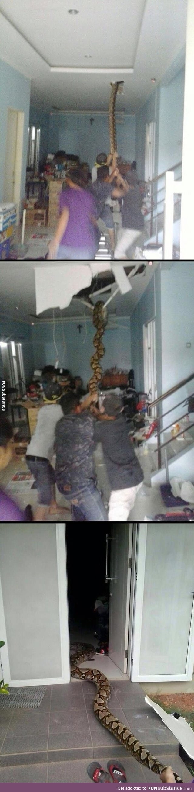 Snake pulled from the ceiling