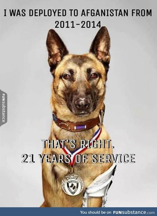 A true dog hero