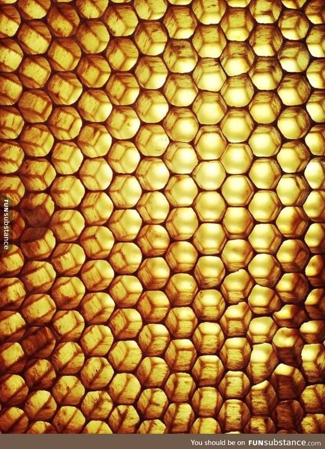 Honeycomb from a beehive held up to the sun