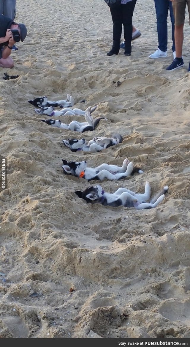 Huskies ready for harvest at the beach