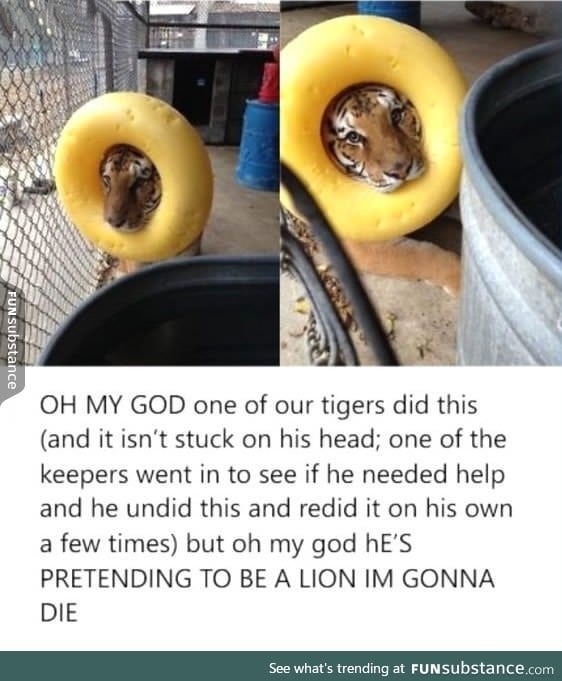I'm not Lion