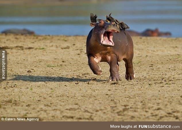 A young hippo panics as oxpeckers land on it