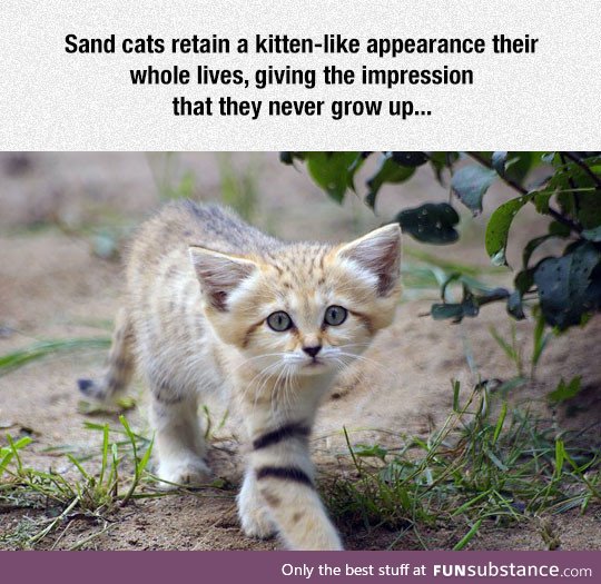 I want a sand cat