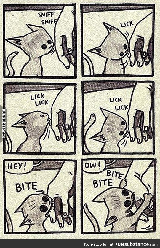 Cats and their weird logic