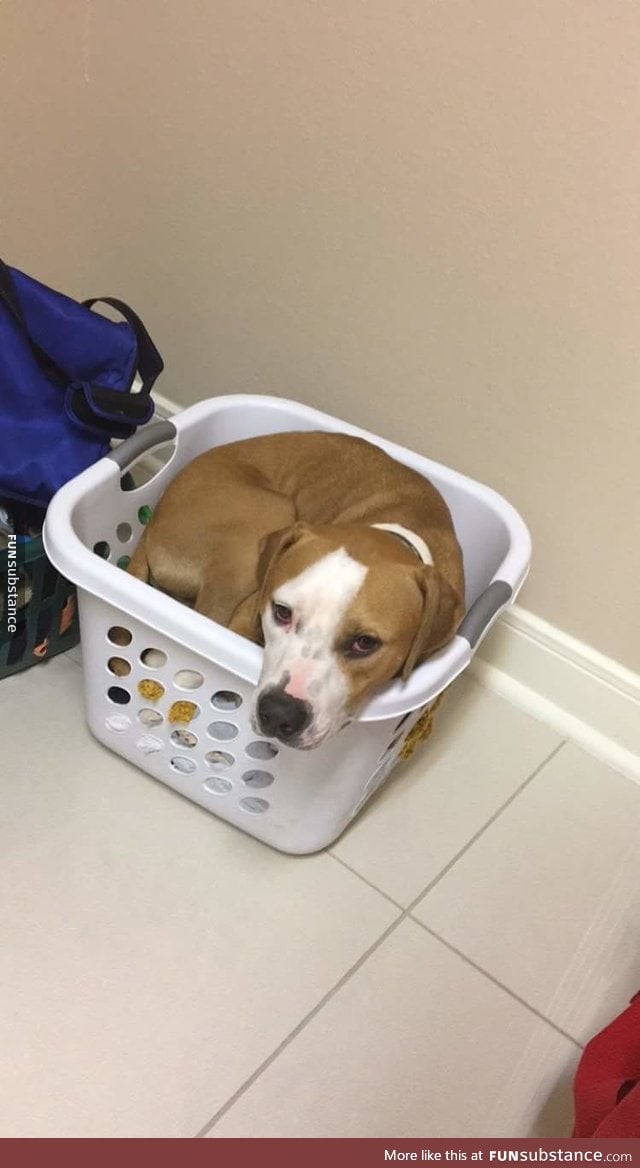 "He was sad because he thought we threw away his dirty bed, but it was just in the washer"