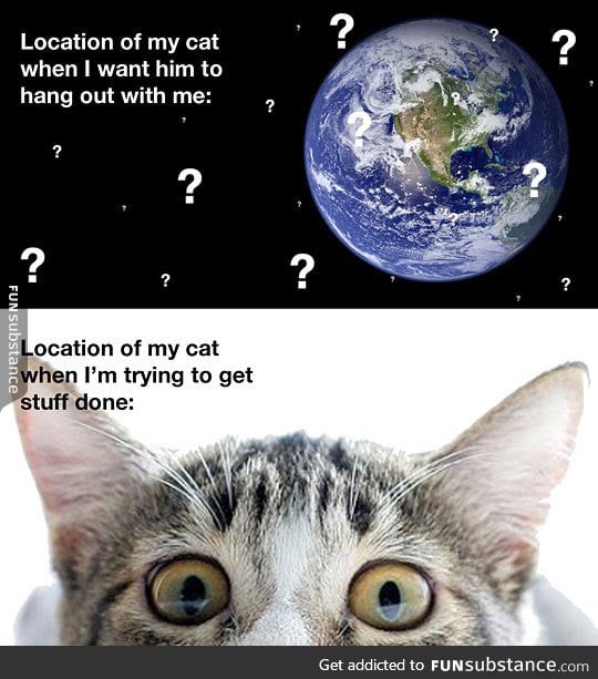 The location of my cat