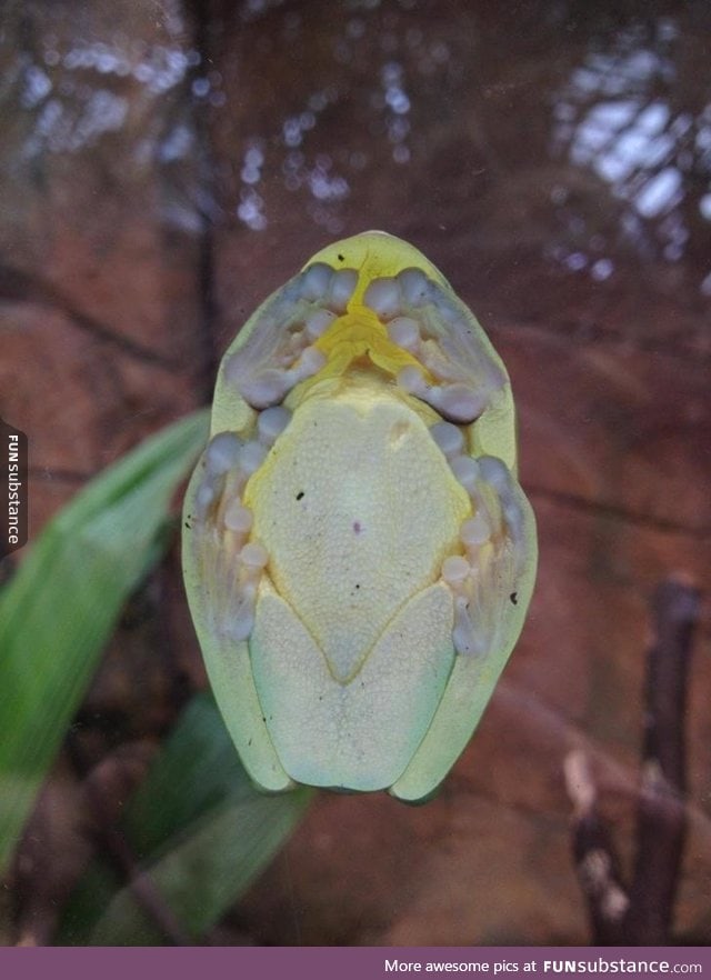 Bottom of a treefrog