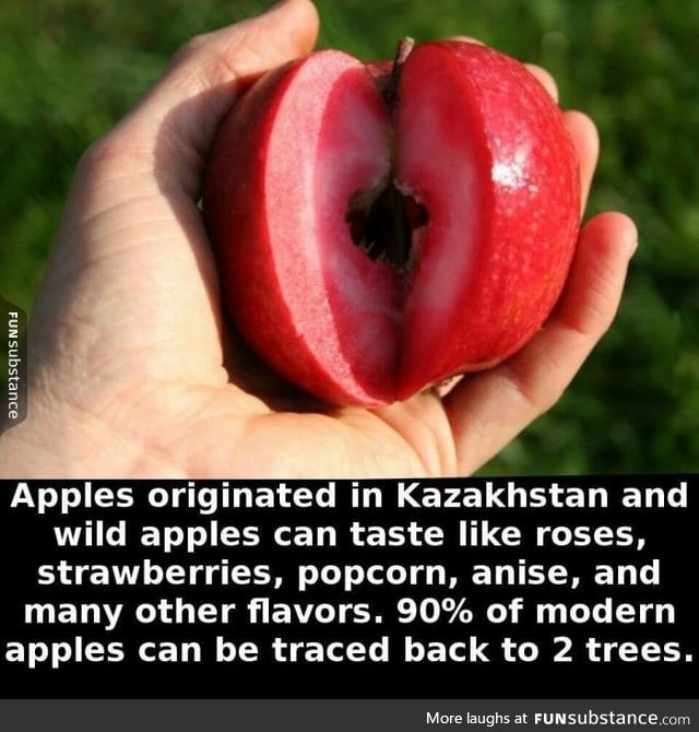 What an apple