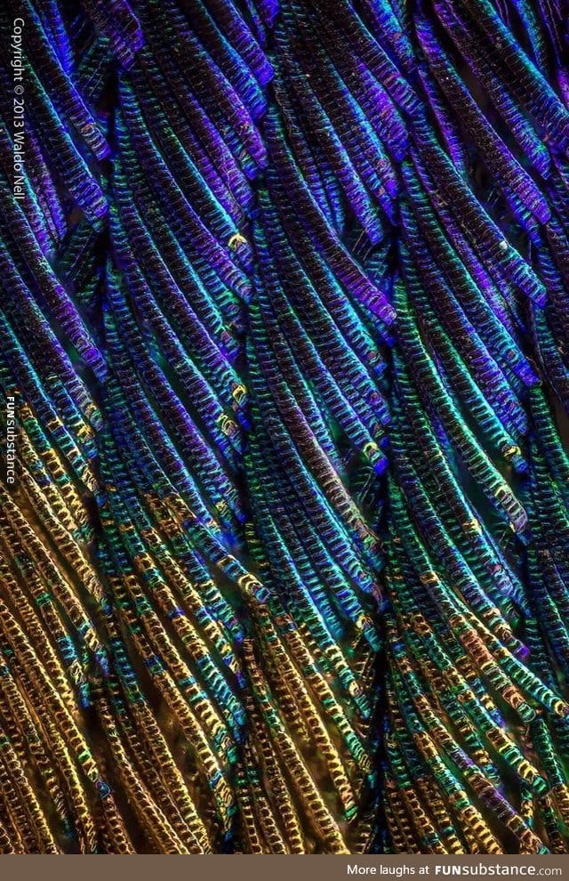 Peac*ck feathers under a microscope