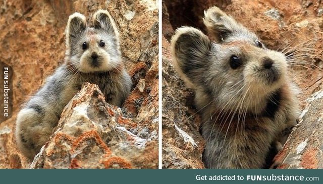 Rare rabbit spotted in China. It looks a little like a dog