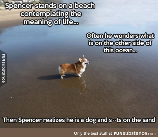 Spencer the philosopher corgi