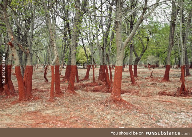 A forest that was impacted by a Hungarian aluminum oxide plant burst