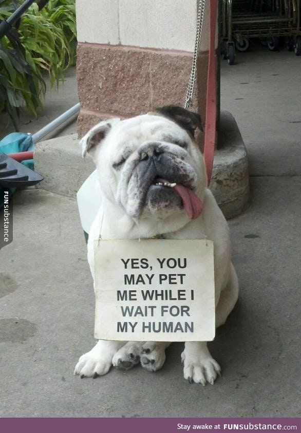 Yes, you may pet me…