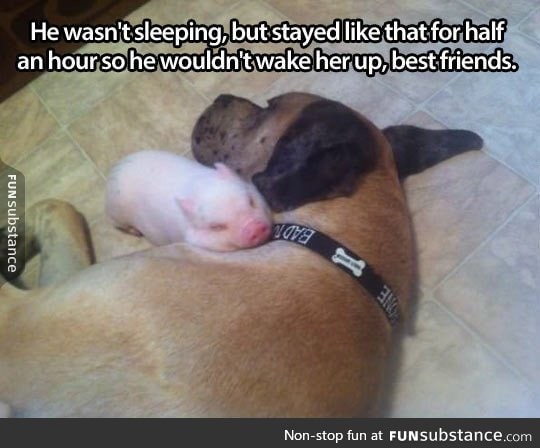 Little piggy found his pillow
