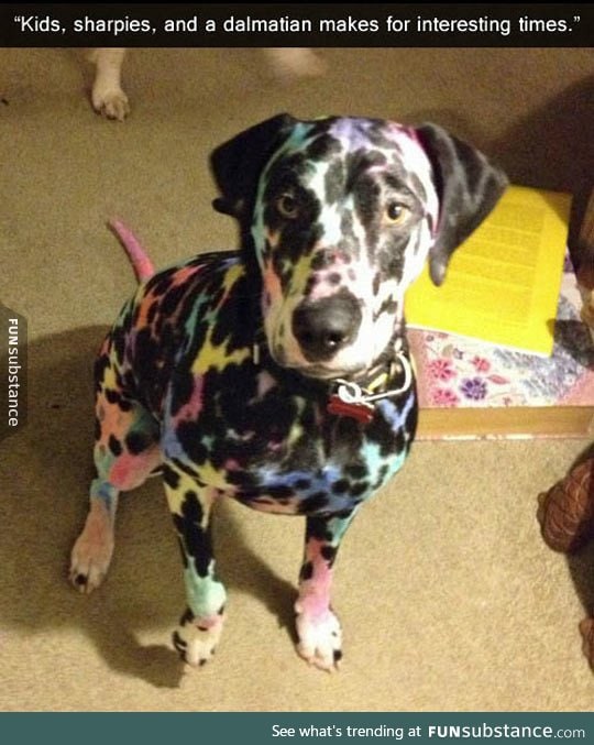 Colorful dog