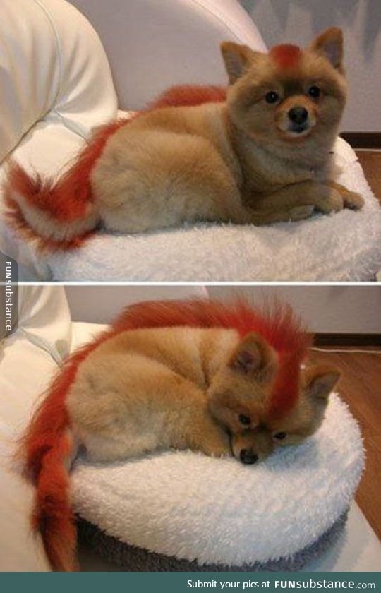 Firefox dog