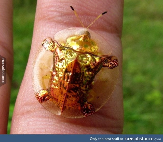 Golden tortoise beetle