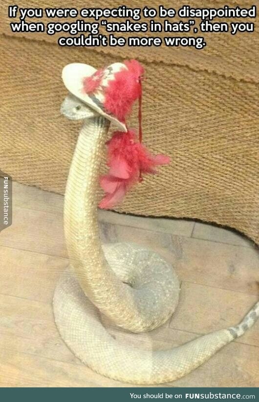 I never knew how much I needed to see a snake in a hat!