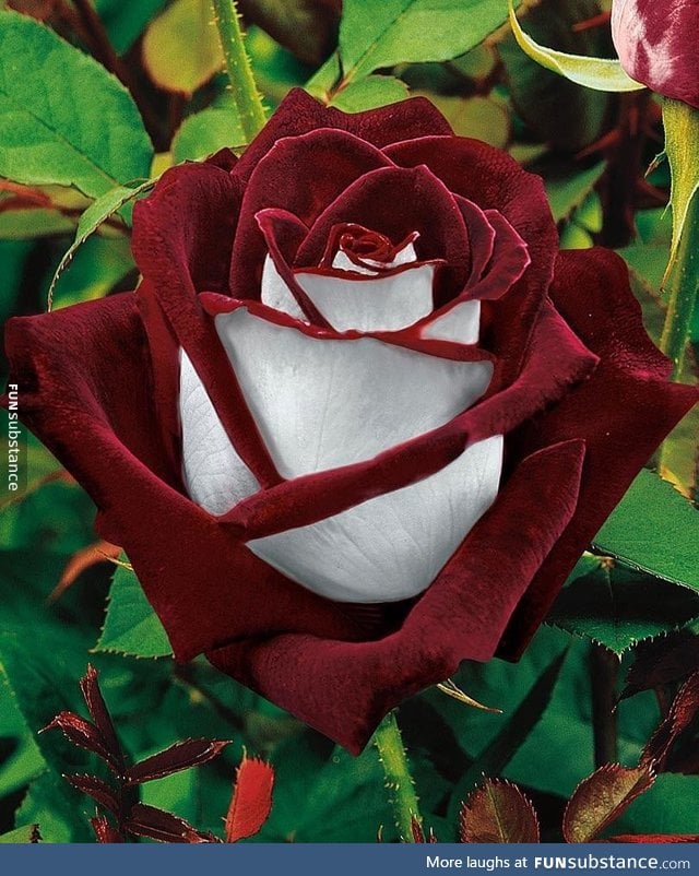 Osiria rose