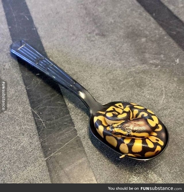 A spoonful of Ball Python