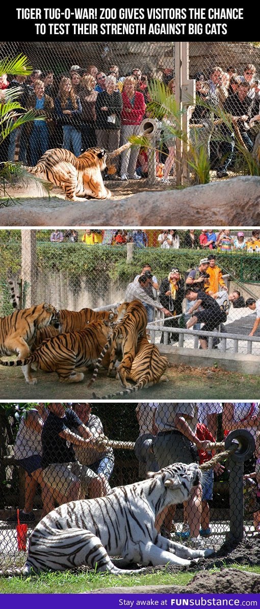 Tiger tug-o-war