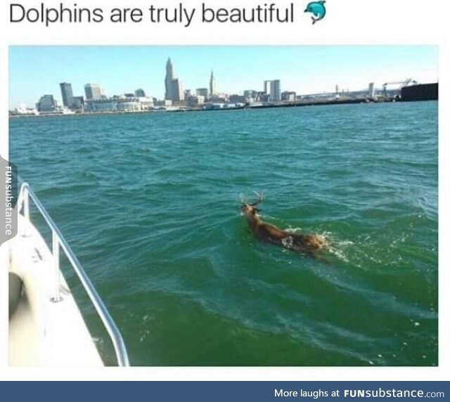 Cute dolphin,don't you think?