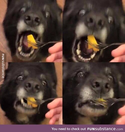 old doggo does a hunger