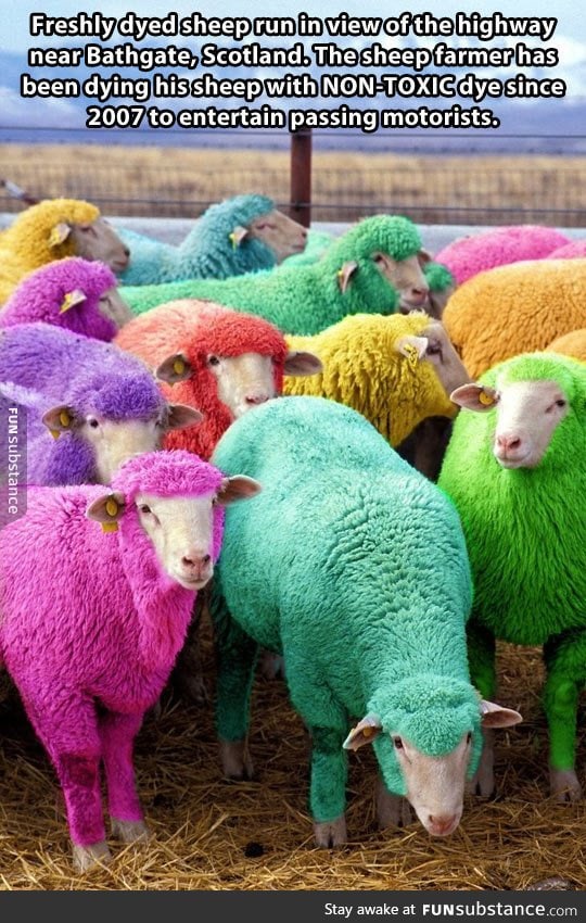 Freshly dyed sheep