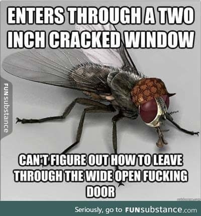Absolute madfly