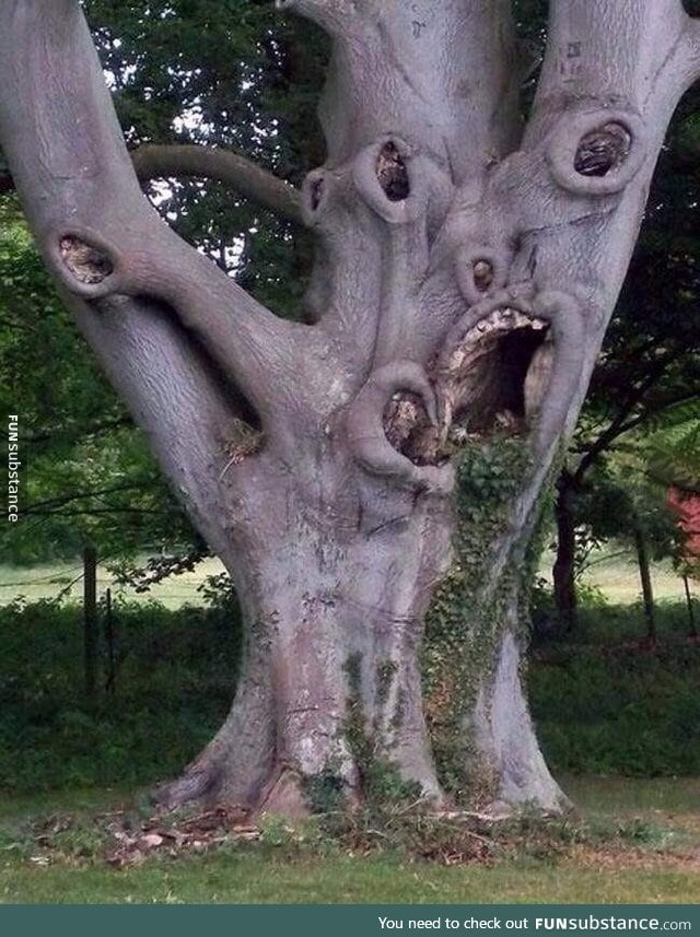 This tree is a monster