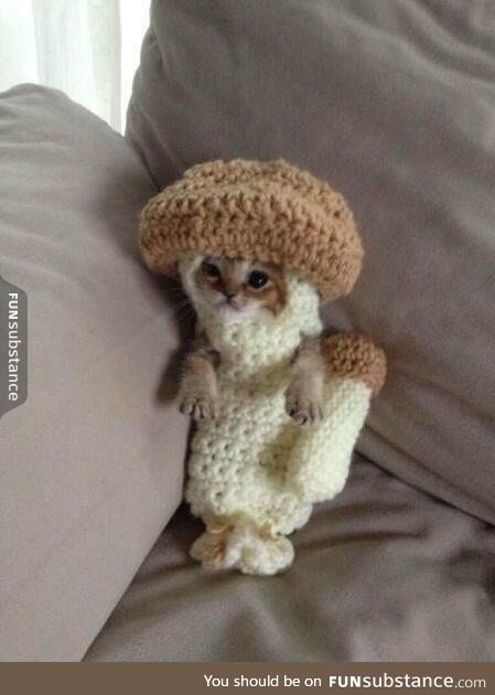 Mushroom cat