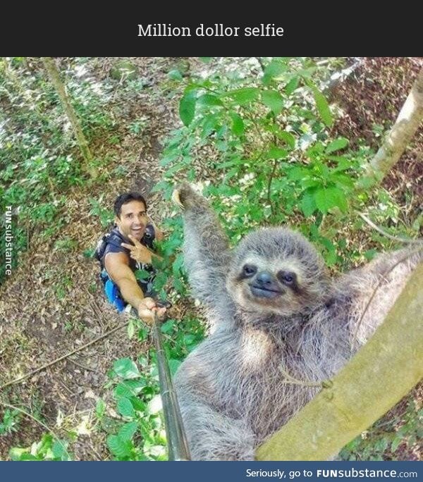 Photogenic sloth