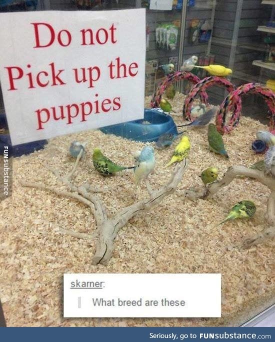 What kind of puppers are these