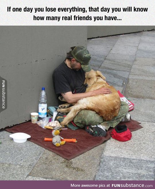 Dogs are the best companion