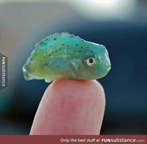 "Baby Lumpsucker" is the worst name for the cutest little fish I've ever