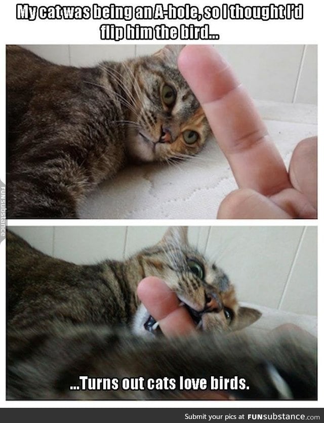 Cats