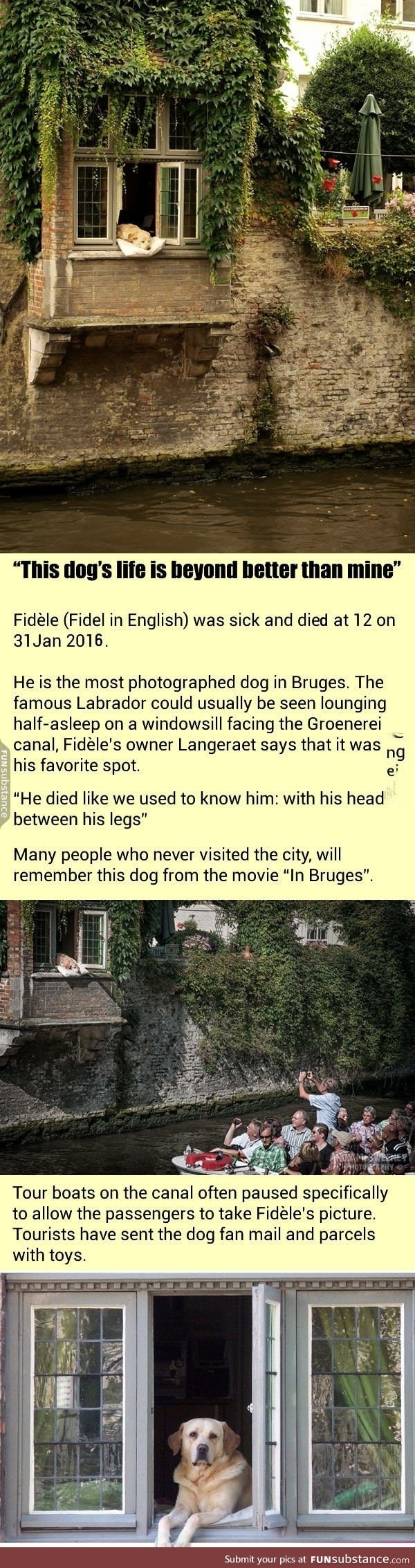 Fidele The Famous Dog Of Bruges Passed Away At Age Of 12