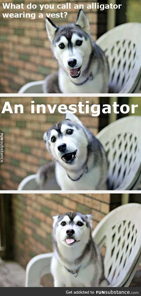 Punny husky shares a pun