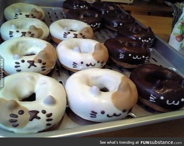 Cat donuts