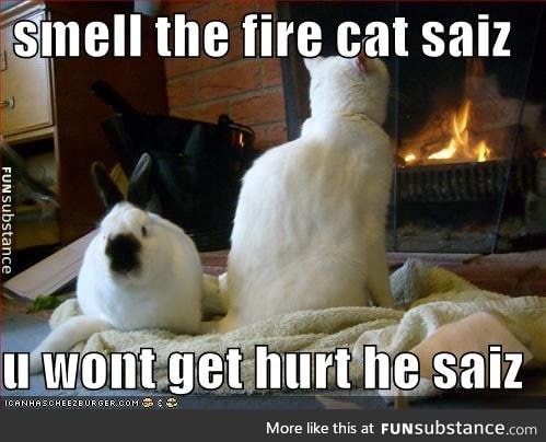 Cat burns the bunz