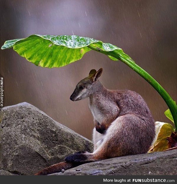 A wallaby trying to avoid the rain