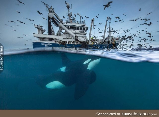 2016 Wildlife Photography finalist